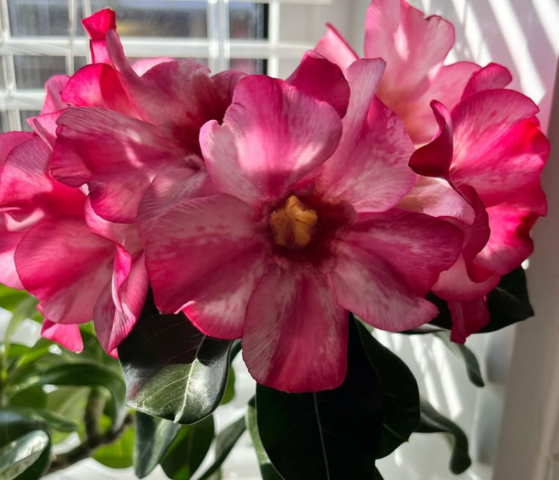 Adenium Dolphin 6 Seeds