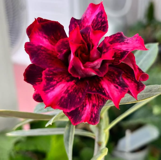 Adenium Ma Nee Nate 6 Seeds