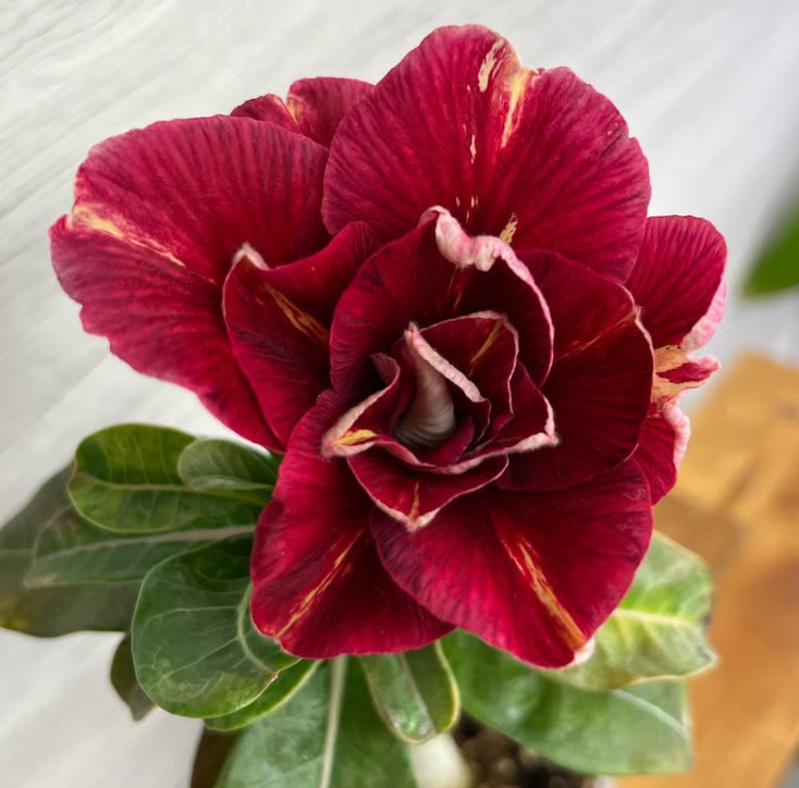 Adenium Sweet Peach 6 Seeds