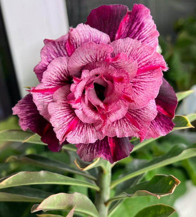 Adenium Ultra Violet 6 Seeds