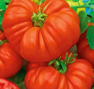 Tomato -Beefsteak -20 Seeds