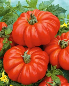Tomato -Costoluto Fiorentino-20 Seeds