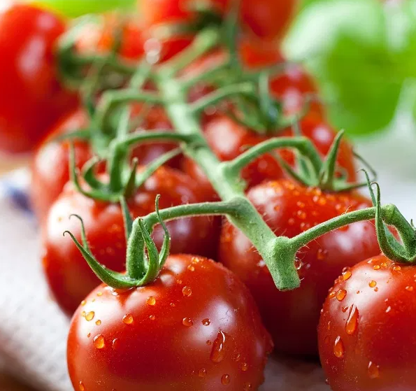 Tomato -Idyll-20 Seeds