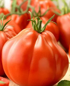 Tomato -Pera d'Abruzzo-20 Seeds