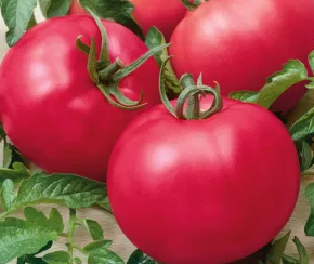Tomato -Maliniak -20 Seeds