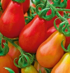 Tomato -Red Pear-20 Seeds