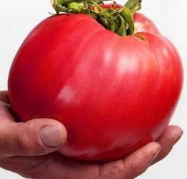 Tomato -Malinowy Olbrzym-20 Seeds