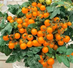 Tomato -Venus -20 Seeds