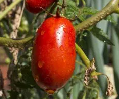 Tomato -Rio Grande-20 Seeds