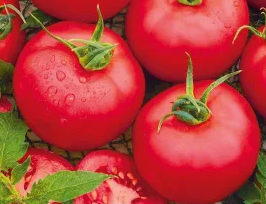 Tomato - Honey Moon F1 - 20 Seeds