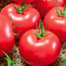 Tomato - Pink King F1- 20 Seeds