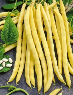 Dwarf Bean - Neckargold - 30 Seeds