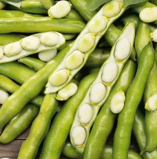 Broad Bean - Dragon - 30 Seeds