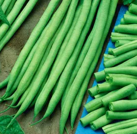 Dwarf Bean - Bona - 30 Seeds