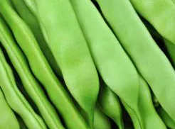 Climbing Bean - Supermarconi - 30 Seeds