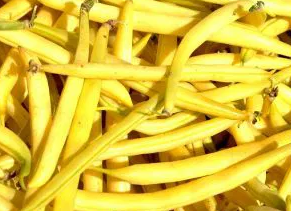 Dwarf Bean - Złota Saxa - 30 Seeds