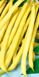 French bean "Sonesta" - 30 Seeds