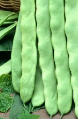 French bean 'Marconi a Grano Bianco' - 30 Seeds