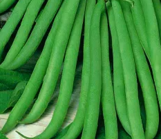 Dwarf green French bean "Delinel" - 30 Seeds