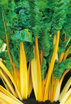 Swiss Chard - Bright Yellow - 60 Seeds