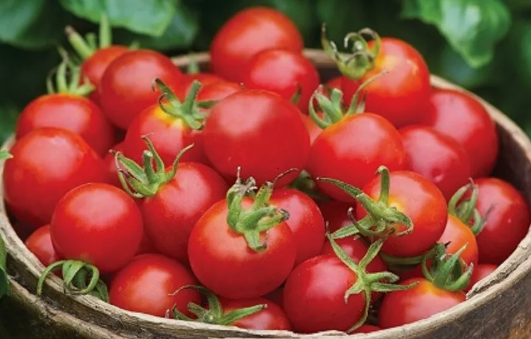 Tomato - Sugar Gloss - Cherry - 20 Seeds