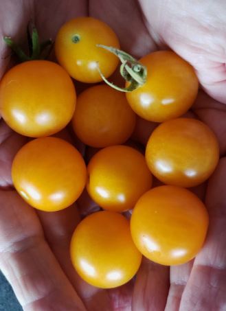 Tomato -Sungold - Cherry - 20 Seeds