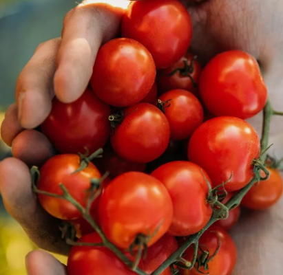 Tomato - Tiny Tim Dwarf - Cherry - 20 Seeds