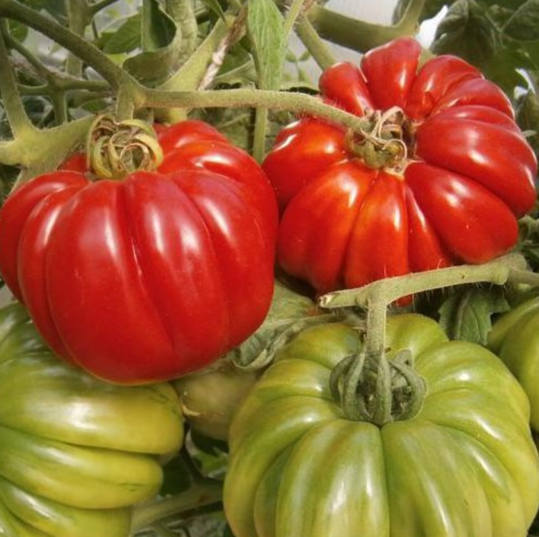 Tomato - Cheerful neighboor - 20 Seeds