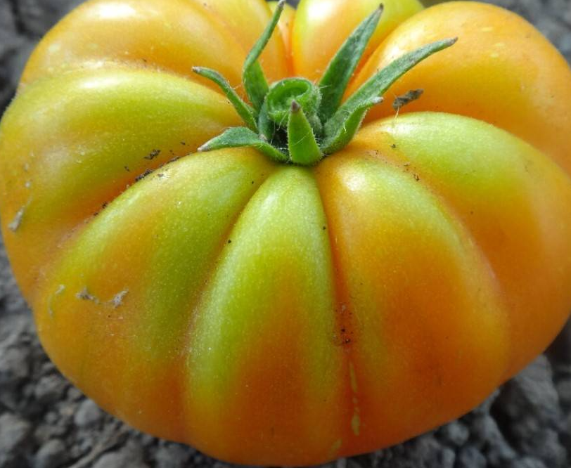 Tomato - Cheerful neighboor Yellow - 20 Seeds