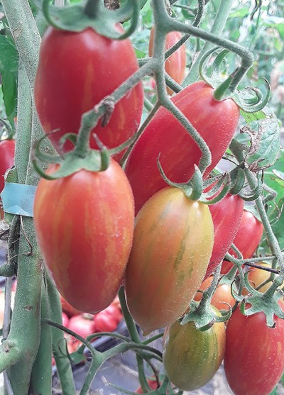 Tomato - Matt’s Hornet - Cherry - 20 Seeds