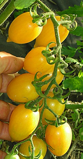 Tomato - Candy Sweet Icicle Mix - Cherry - 20 Seeds