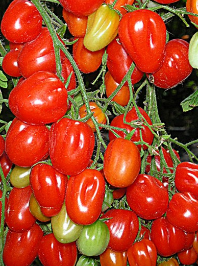 Tomato - ACCORDION - Cherry - 20 Seeds