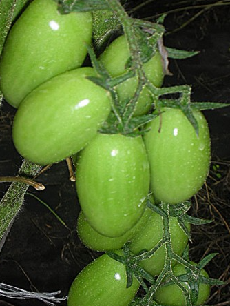 Tomato - Datterinо - Cherry - 20 Seeds