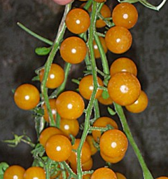 Tomato - Currant Gold Rush - Cherry - 20 Seeds