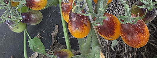 Tomato - Indigo Pear Drops - Cherry - 20 Seeds