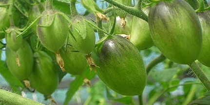 Tomato - Brad's Atomic Grape - Cherry - 20 Seeds