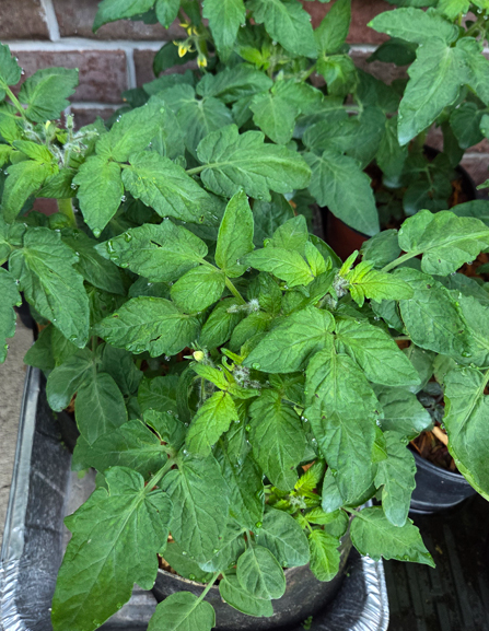 Tomato - Blaue Zimmertomate - Cherry - 20 Seeds