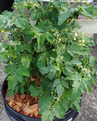 Tomato - Bunny Kisses - Cherry - 20 Seeds