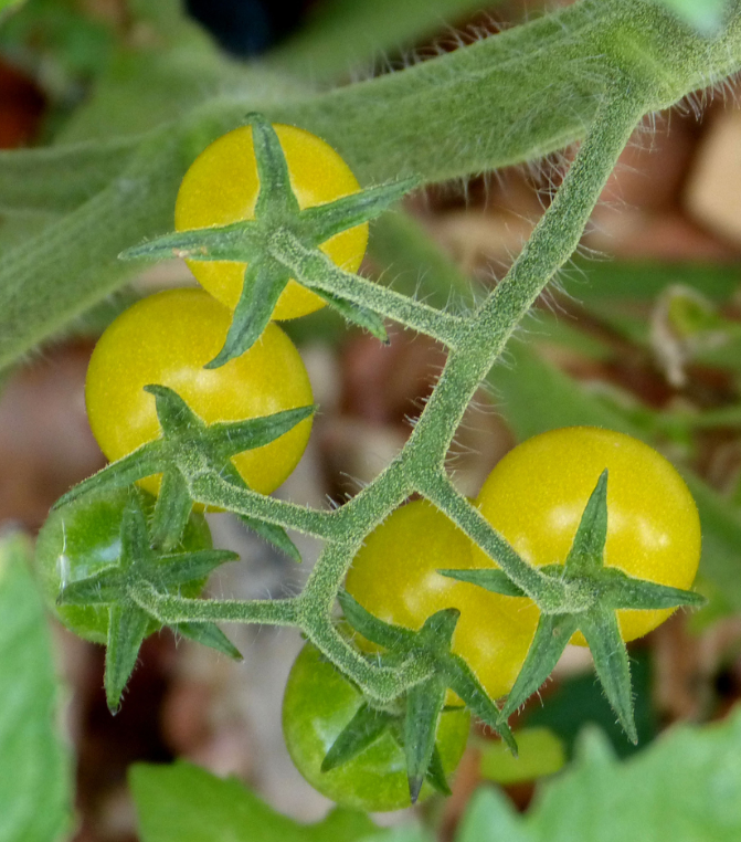 Tomato - Coyote - Cherry - 20 Seeds