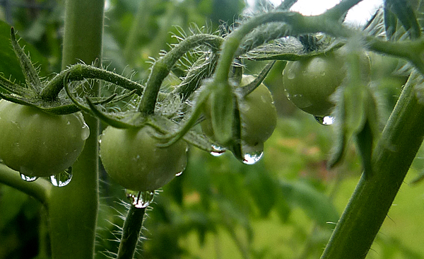Tomato - Gobstopper - Cherry - 20 Seeds