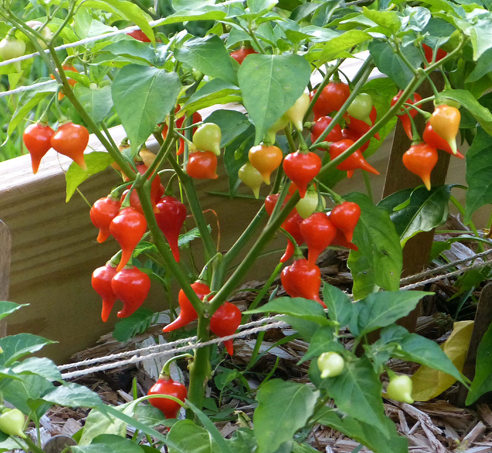 Pepper - Biquinho Iracema (Pimenta Iracema Biquinho) - Sweet - 50 seeds