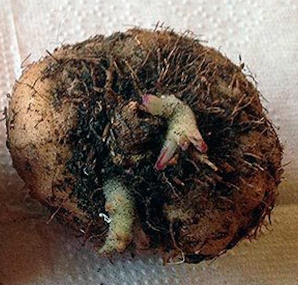 Gloxinia Tyson 1 Bulb