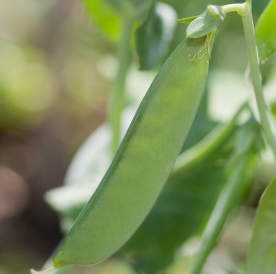 Pea Mange Touts Carouby De Muasanne ( Pisum sativum ) 200 Seeds