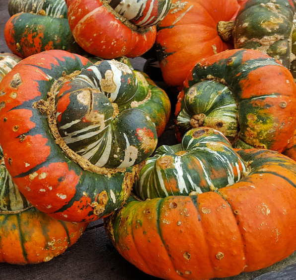 Gourds – Turks Turban ( Mexican Hat ) 10 Seeds