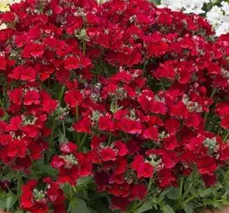 Nemesia Lyric Deep Red Eye 50 Seeds
