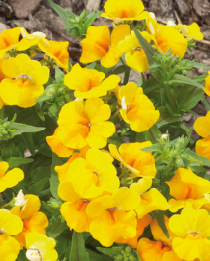 Nemesia Lyric Yellow 50 Seeds