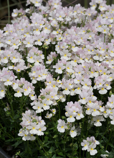 Nemesia Wisley Vanilla 50 Seeds