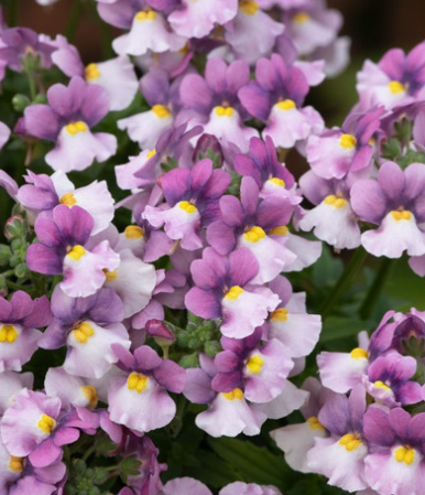 Nemesia Fragrance Collection 50 Seeds