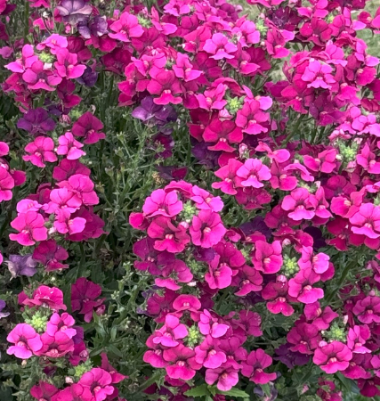 Nemesia Lyric Magenta 50 Seeds