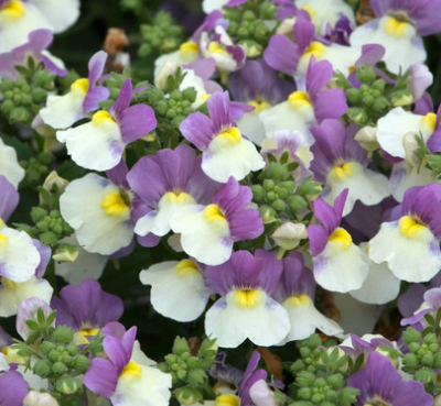 Nemesia Lady Kate 50 Seeds
